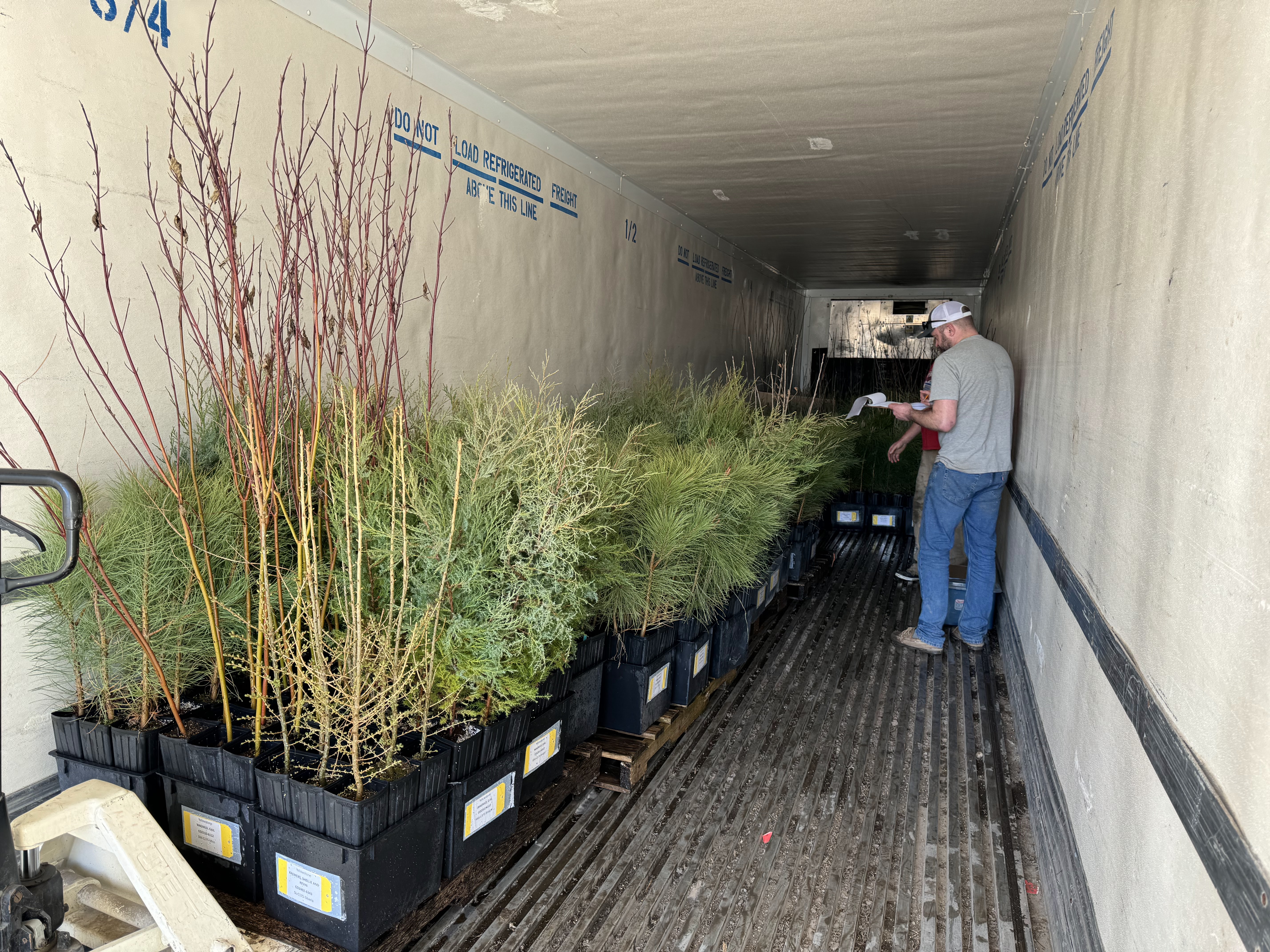 Staff loading 175ci seedlings on delivery truck