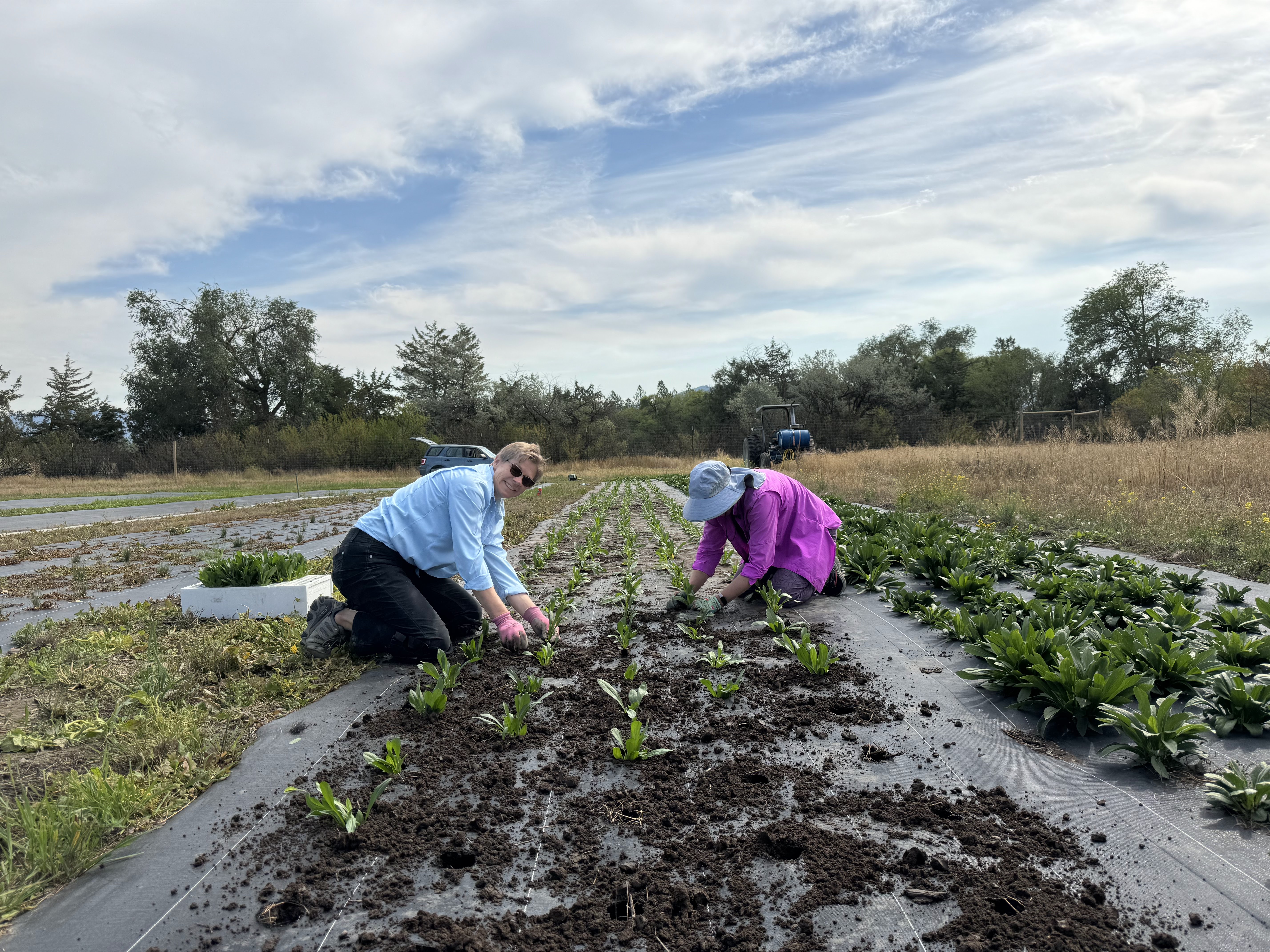 MCD staff and volunteer planting seedlings for seed production