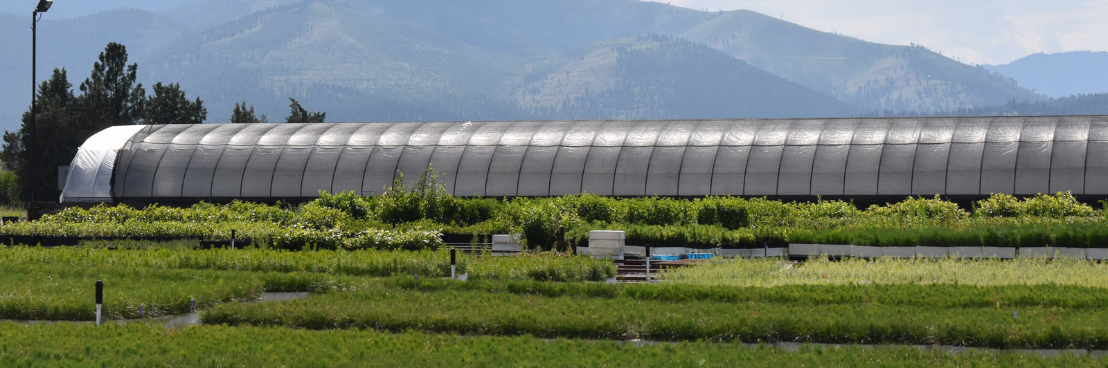 The Conservation Seedling Nursery