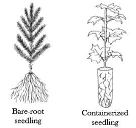Side by side comparison of bareroot and container seedling
